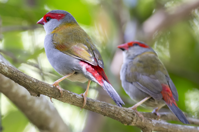 Quiet time - finches - red-browed finch (Neochmia temporalis).jpg