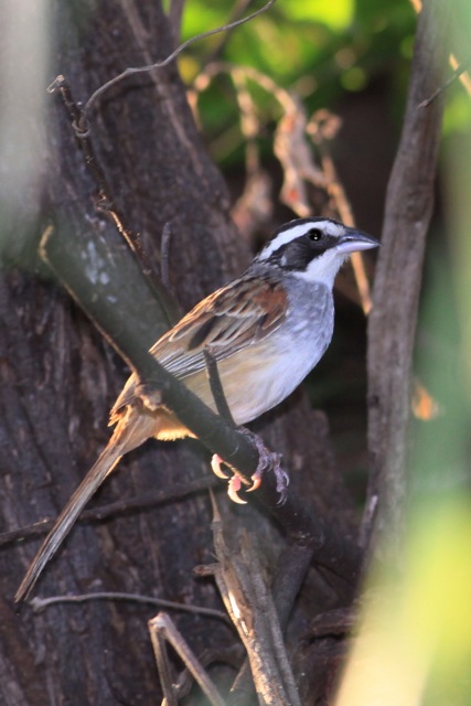 Stripe-headed Sparrow (8263582955) - stripe-headed sparrow (Peucaea ruficauda).jpg
