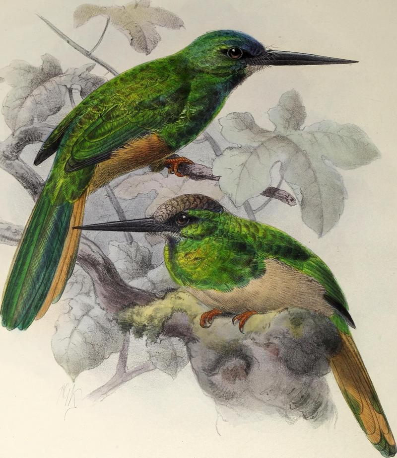 A monograph of the jacamars and puff-birds, or families Galbulid and Bucconid (1882) (14750999412) - white-chinned jacamar (Galbula tombacea).jpg
