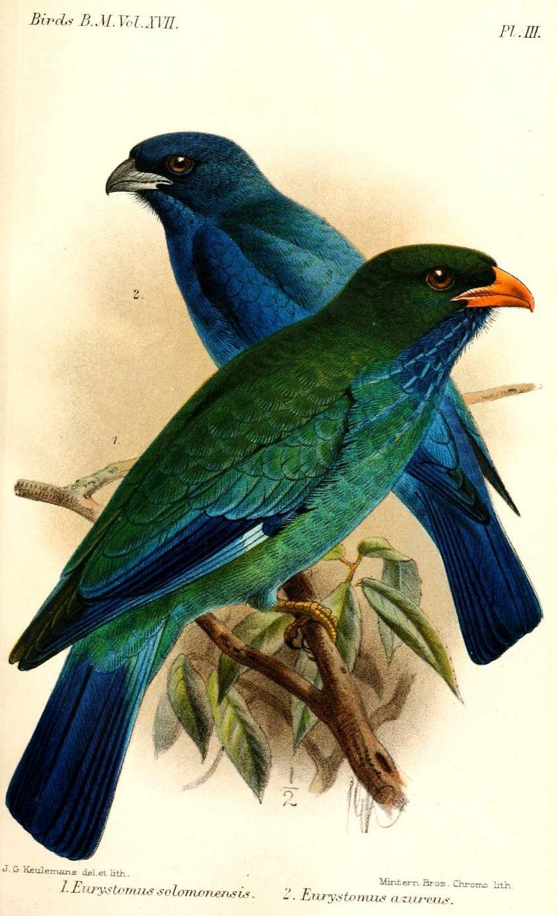Eurystomus1Keulemans - Eurystomus orientalis solomonensis Oriental Dollarbird, Eurystomus azureus Purple Dollarbird.jpg