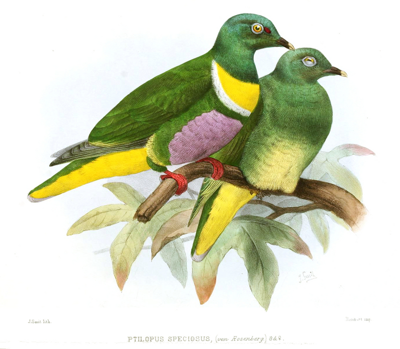 PtilopusSpeciosusSmit - yellow-bibbed fruit dove (Ptilinopus solomonensis).jpg