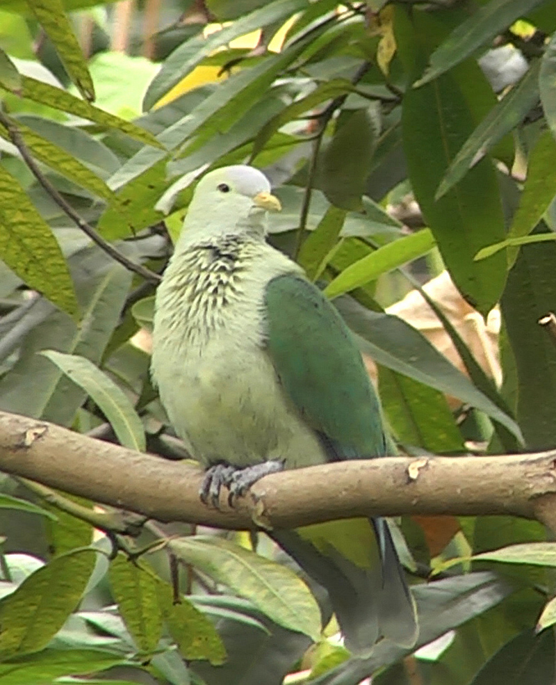 Grey-green fruit dove - gray-green fruit dove (Ptilinopus purpuratus).jpg