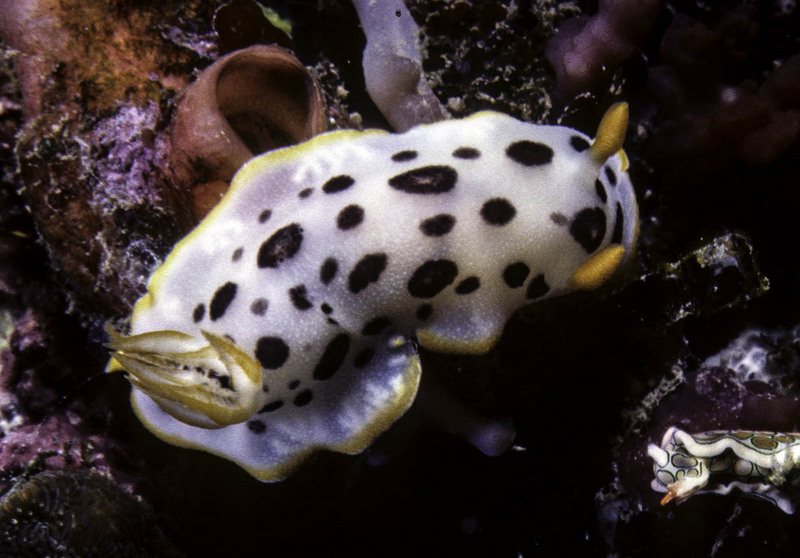 Chroorie 2-1 - Chromodoris orientalis (Oriental sea slug).jpg