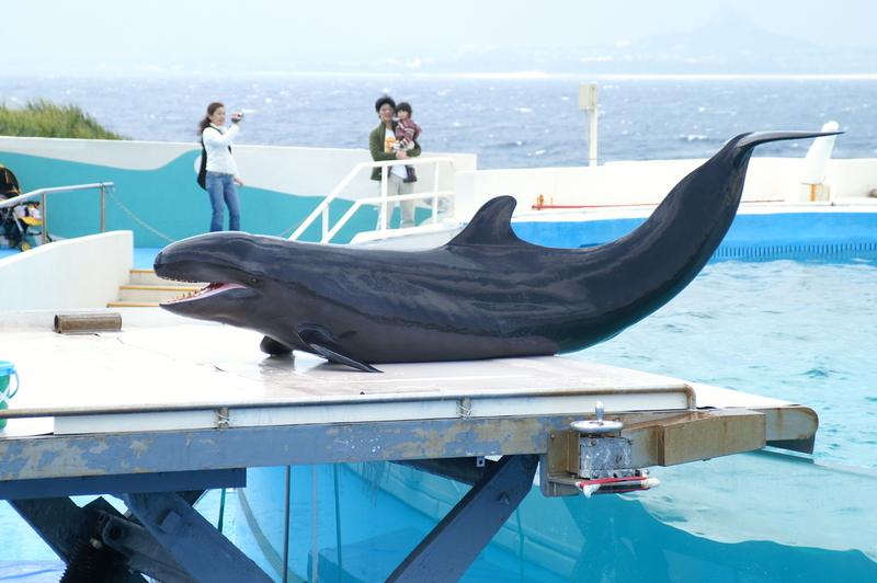 Pseudorca, Okinawa Churaumi - false killer whale (Pseudorca crassidens).jpg
