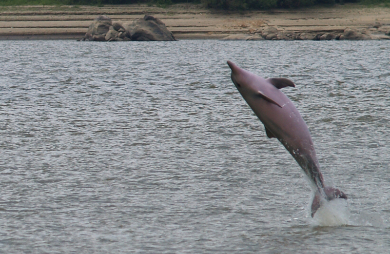 DELFIN DEL ORINOCO2 - Guianian river dolphin, tucuxi (Sotalia fluviatilis).JPG