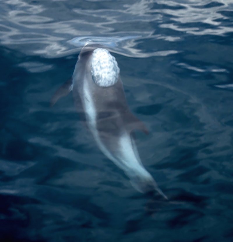 Dolphin.Breathing - white-beaked dolphin (Lagenorhynchus albirostris).jpg