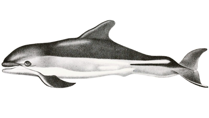 Lagenorhynchus acutus - Atlantic white-sided dolphin (Lagenorhynchus acutus).jpg