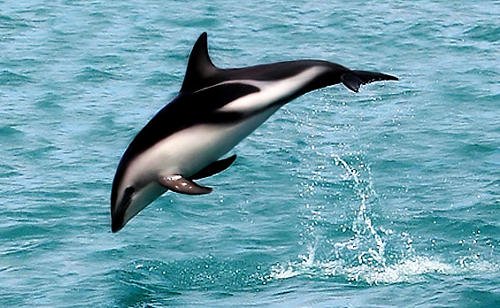 Dusky.Dolphin - dusky dolphin (Lagenorhynchus obscurus).jpg