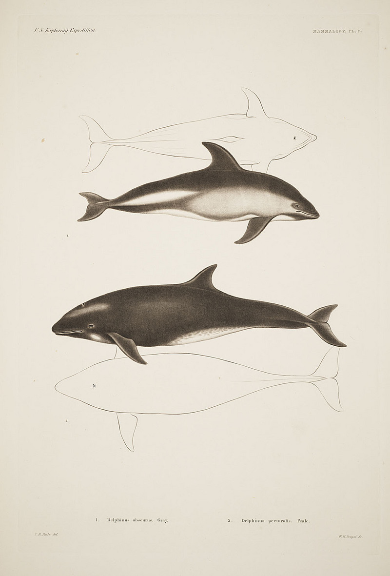Mammalogy and Ornithology. Mammalogy. Plate 5 - dusky dolphin (Lagenorhynchus obscurus).jpg