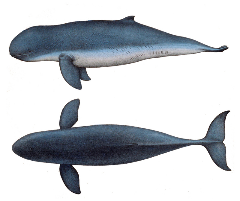 Orcaella brevirostris 1878 - Irrawaddy dolphin (Orcaella brevirostris).jpg