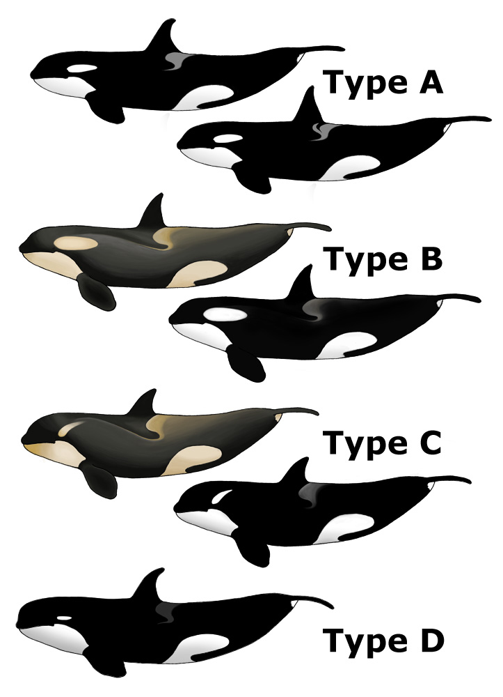 Killer Whale Types - killer whale, orca (Orcinus orca).jpg