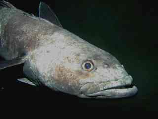 D.mawsoni Head shot - Antarctic toothfish (Dissostichus mawsoni).jpg