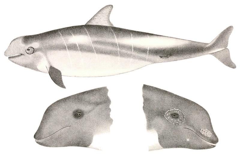 Grampus griseus for Edward Drinker Cope - Risso's dolphin, monk dolphin (Grampus griseus).jpg