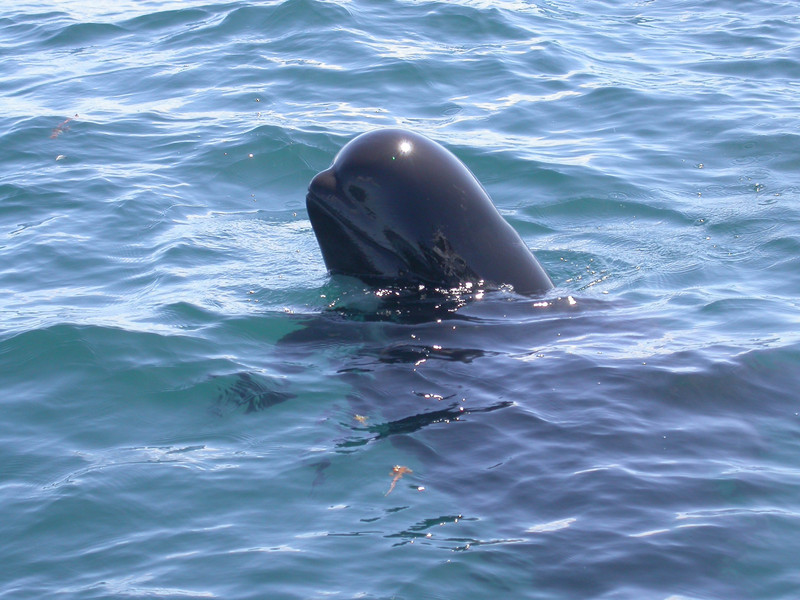 Short-finned Pilot Whale (Globicephala macrorhynchus) (8604841637).jpg