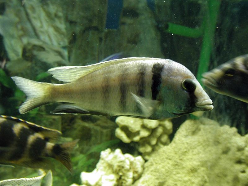 Placidochromis electra Aquarium fish stock photo.jpg