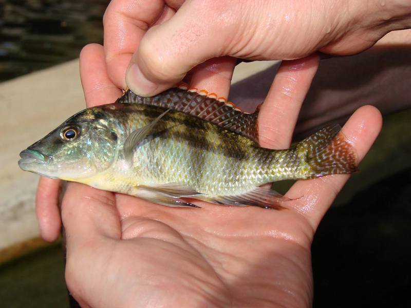 Placidochromis johnstonii - Placidochromis johnstoni.jpg