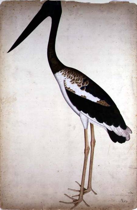 Lady.Impey.Ephippiorhynchus - black-necked stork (Ephippiorhynchus asiaticus).jpg