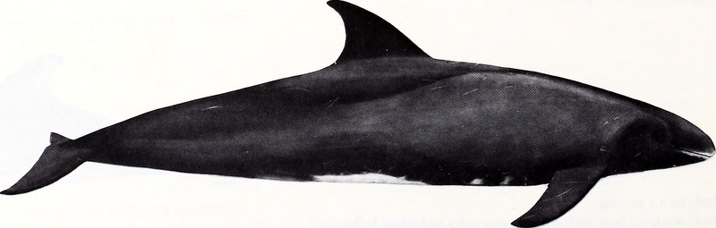 19966622724 a1803121bf o - pygmy killer whale (Feresa attenuata).jpg