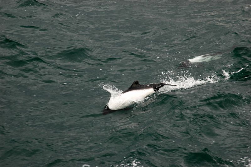 Commerson Dolphin - Commerson's dolphin, panda dolphin (Cephalorhynchus commersonii).jpg