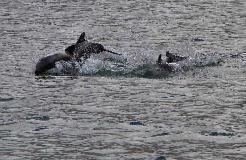 Black dolphins around isla gordon - Chilean dolphin, black dolphin (Cephalorhynchus eutropia).jpg