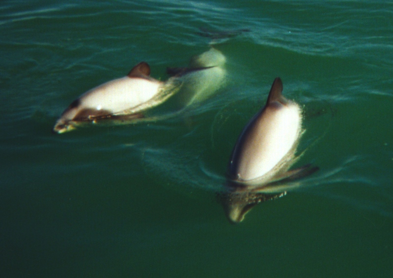 Hector's Dolphins at Porpoise Bay 1999 a cropped - Hector's dolphin (Cephalorhynchus hectori).jpg