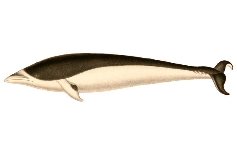 Lissodelphis peronii 1847 - southern right whale dolphin (Lissodelphis peronii).jpg