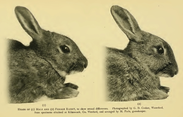 Rabbits.dimorphism - European rabbit, common rabbit (Oryctolagus cuniculus).png