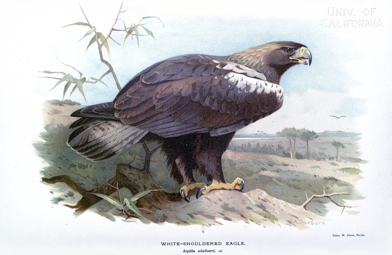 White Shouldered Eagle ornithologyofstr00irbyrich 0204 - Spanish imperial eagle, Adalbert's eagle (Aquila adalberti).jpg