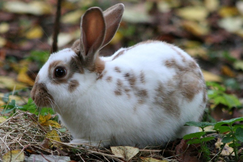 English.Spot.Rabbit.Chocolate1(cropped) - domestic rabbit, domesticated rabbit (Oryctolagus cuniculus).jpg