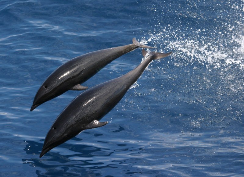 Anim1749 - Flickr - NOAA Photo Library - northern right whale dolphin (Lissodelphis borealis), dolphins.jpg