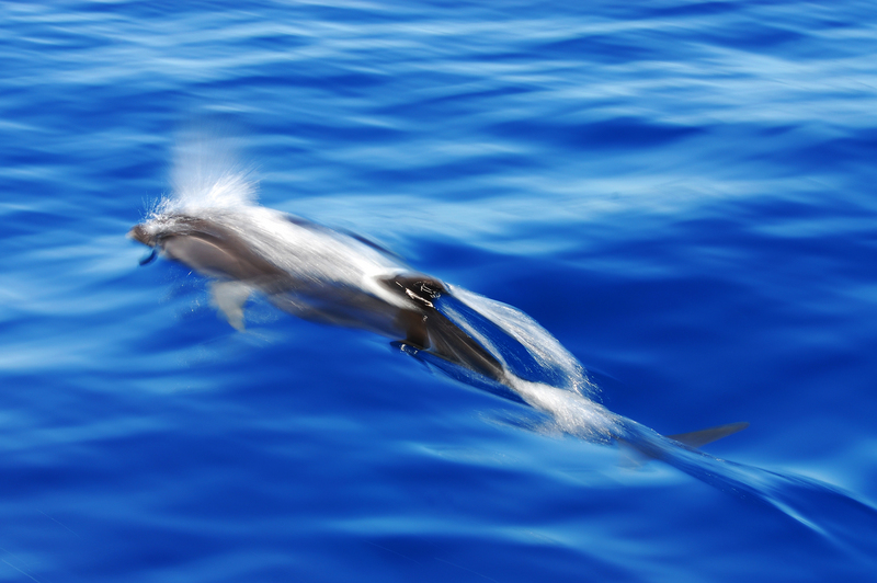 Bluewater Cruising - Fraser's dolphin, Sarawak dolphin (Lagenodelphis hosei).jpg