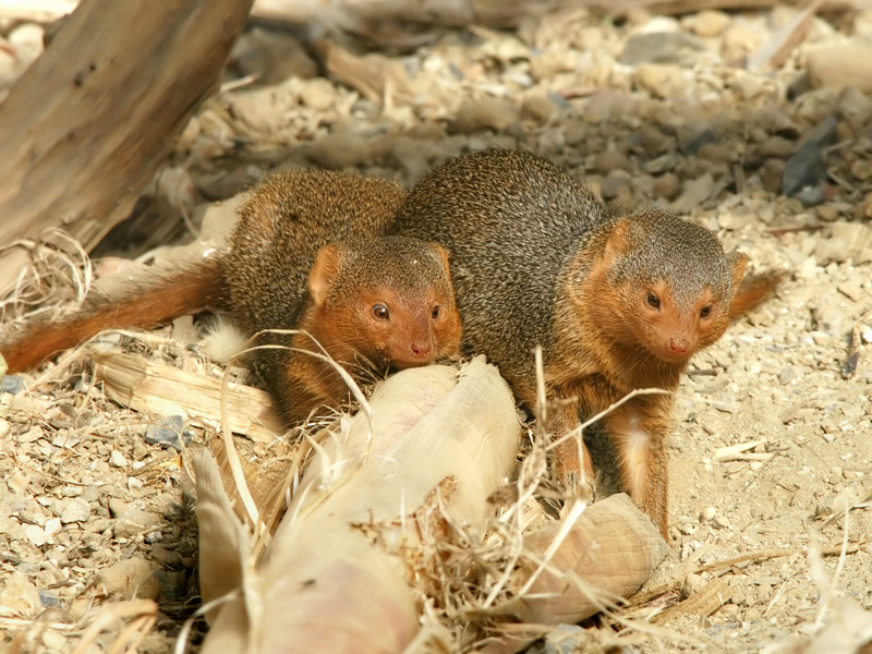 Helogale parvula - mongooses - common dwarf mongoose (Helogale parvula).jpg
