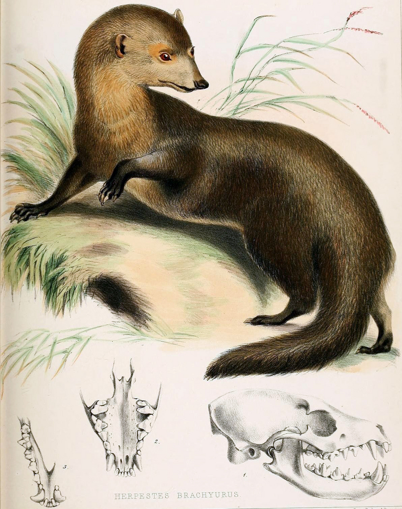 Herpestes brachyurus - short-tailed mongoose (Herpestes brachyurus).jpg