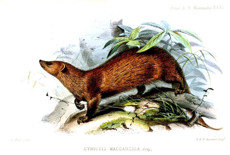 Cynictis.Maccarthiae.Wolf - Indian brown mongoose (Herpestes fuscus).jpg
