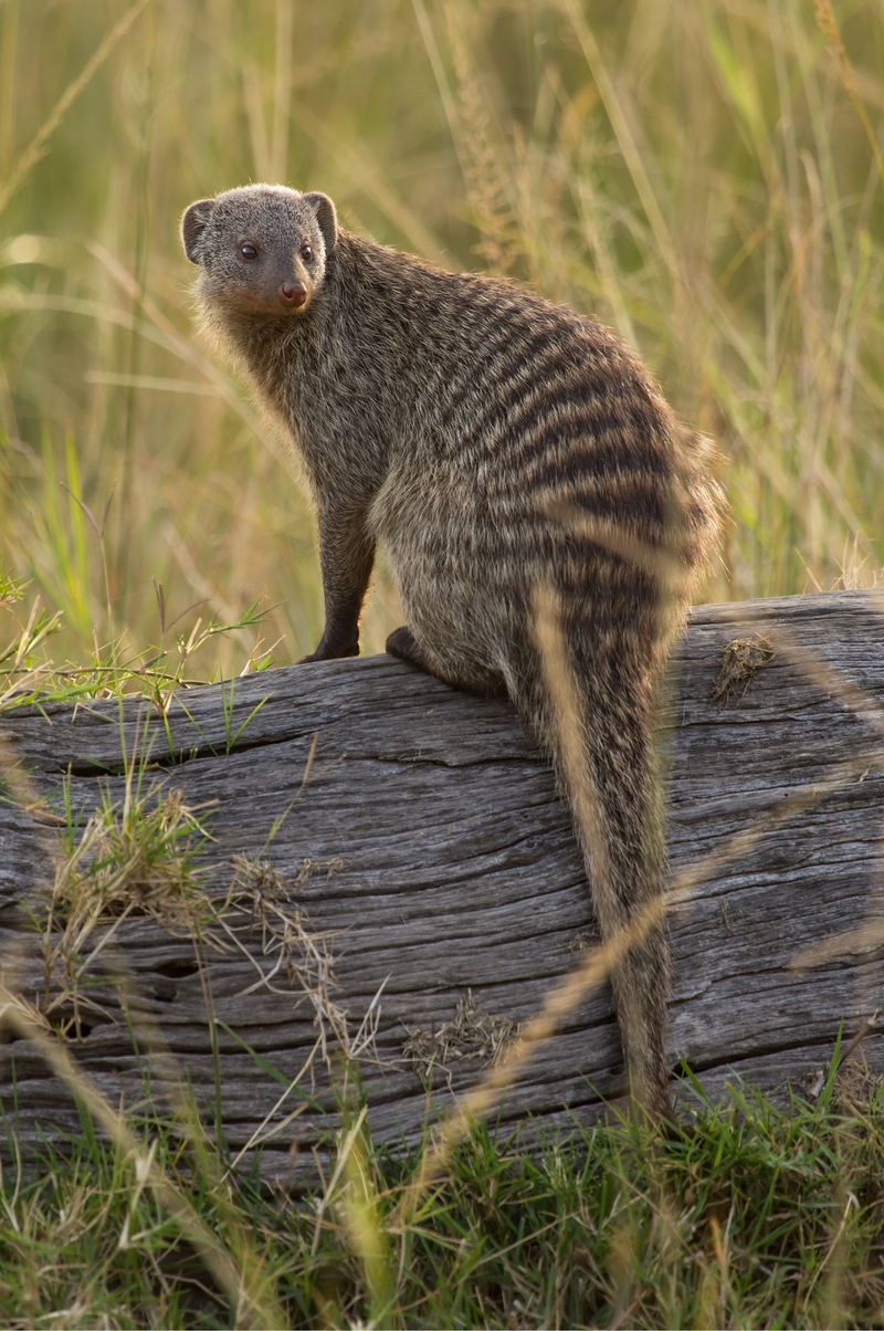 Banded Mongoose on a log - banded mongoose (Mungos mungo).jpg