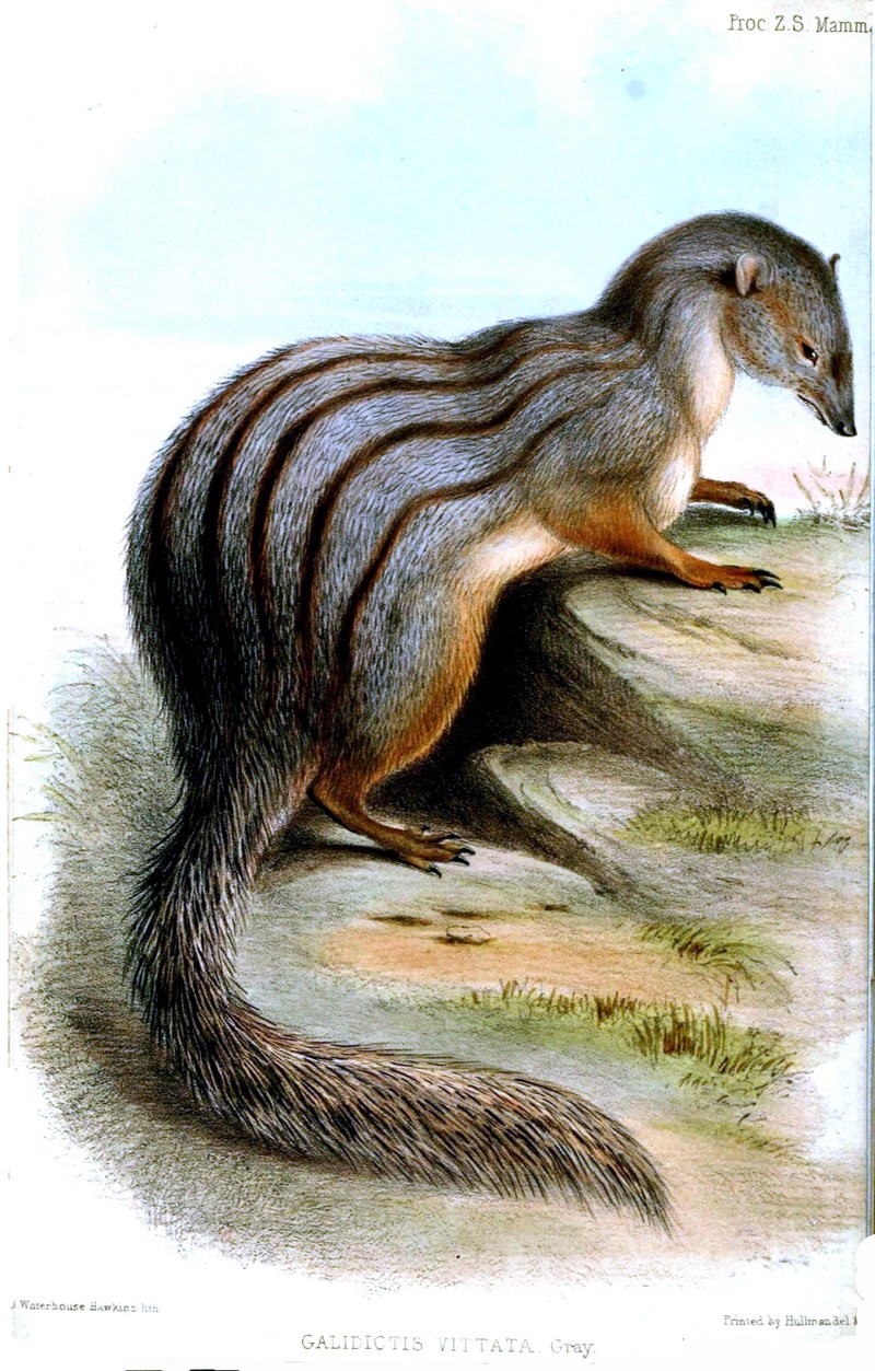 Galidictis.Vittata.Hakwins - narrow-striped mongoose (Mungotictis decemlineata).jpg