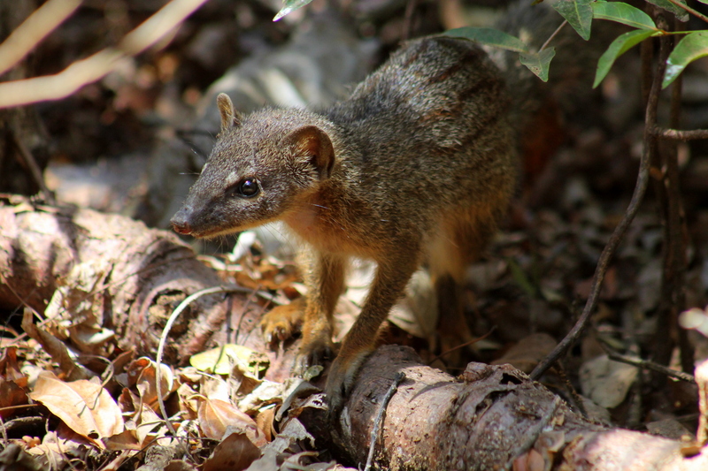 Smalstreepmangoest - narrow-striped mongoose (Mungotictis decemlineata).JPG