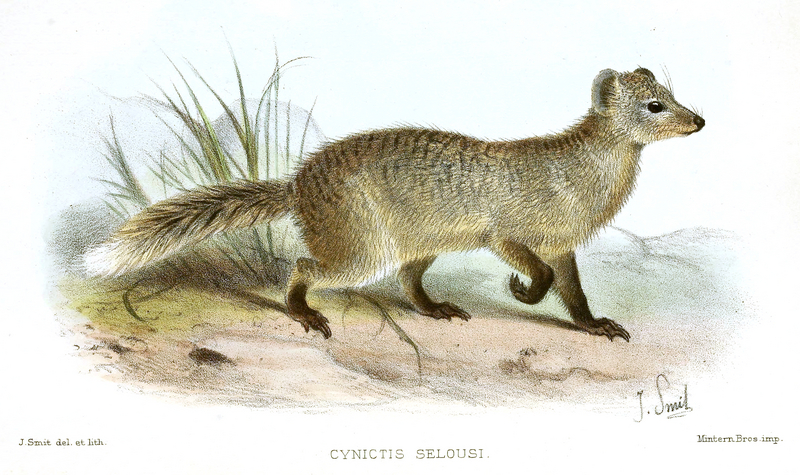 Paracynictis selousi Smit - Selous' mongoose (Paracynictis selousi).jpg