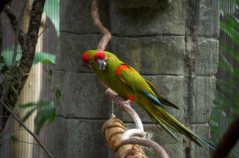 Ara rubrogenys -Tulsa Zoo, Oklahoma, USA-8a - macaws pair - red-fronted macaw (Ara rubrogenys).jpg
