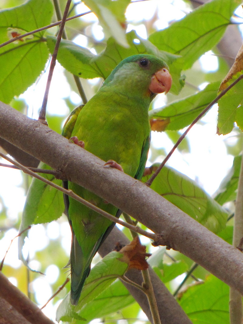 Brotogeris jugularis -UCV -Maracay -Venezuela-8 - Tovi parakeet, orange-chinned parakeet (Brotogeris jugularis).jpg