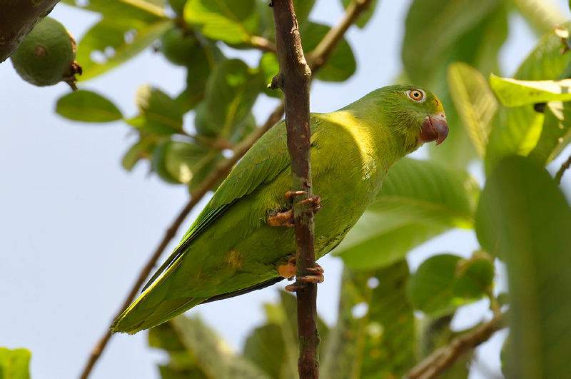 Brotogeris sanctithomae -Uarini, Amazonas, Brasil-8 - tui parakeet (Brotogeris sanctithomae).jpg