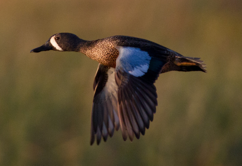 Blue-winged Teal - blue-winged teal (Anas discors, Spatula discors).jpg