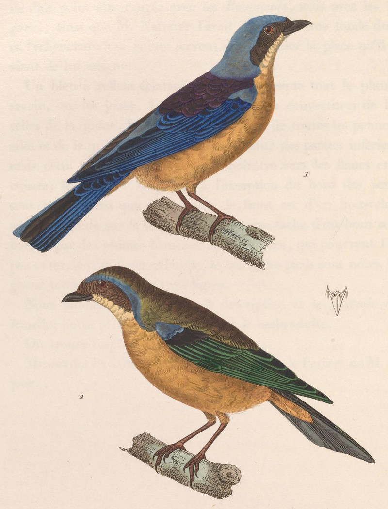 Pipraeidea melanonota melanonota 1838 - fawn-breasted tanager (Pipraeidea melanonota).jpg