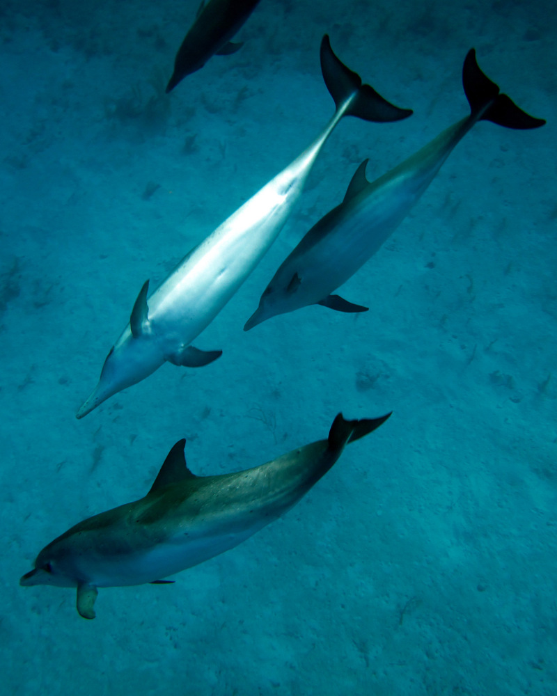 Atlantic Spotted Dolphins - Atlantic spotted dolphin (Stenella frontalis).jpg
