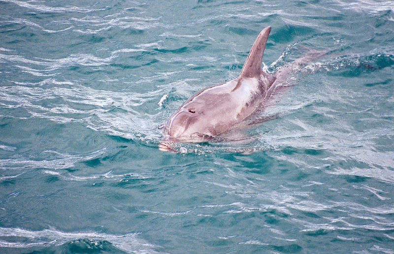 Dauphin australie - Burrunan dolphin (Tursiops australis).jpg