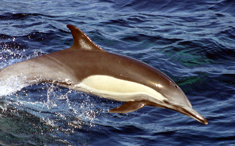 Delphinus capensis - long-beaked common dolphin (Delphinus capensis).JPG