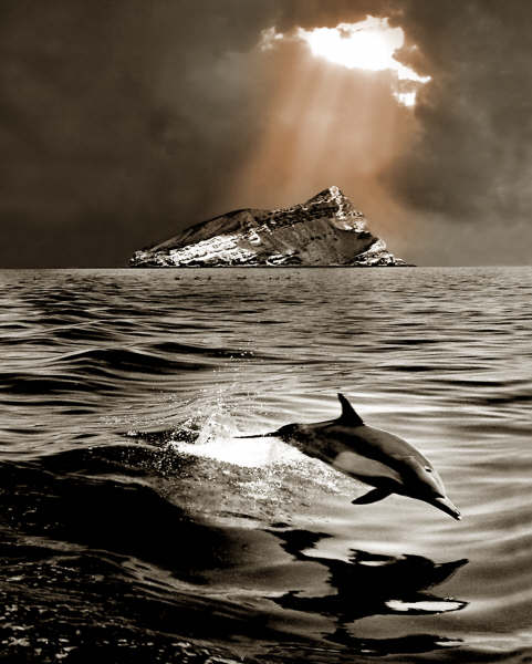 Delfin Saltarín - long-beaked common dolphin (Delphinus capensis).jpg