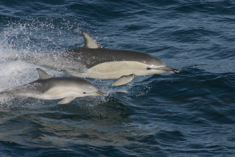 Delphinus delphis with calf - short-beaked common dolphin (Delphinus delphis).jpg