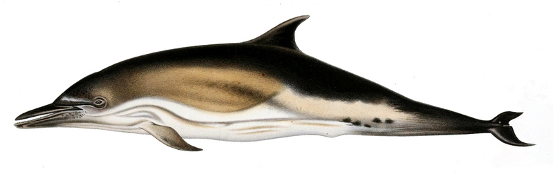 Delphinus delphis - short-beaked common dolphin (Delphinus delphis).jpg