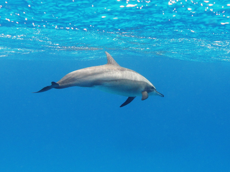 A spinner dolphin in the Red Sea - spinner dolphin (Stenella longirostris).jpg